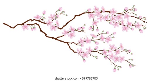 Horizontal branch of cherry blossoms. Realistic vector illustration on isolated background.