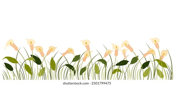 Horizontal cartoon banner with gorgeous multicolored blooming flowers, leaves border. Spring or summer botanical vector illustration with calla lilies on white background with empty space.