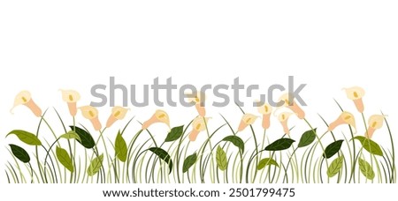 Horizontal cartoon banner with gorgeous multicolored blooming flowers, leaves border. Spring or summer botanical vector illustration with calla lilies on white background with empty space.