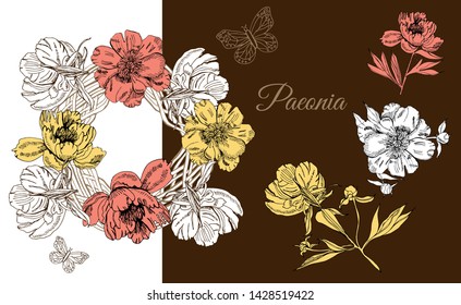 Horizontal composition  with  flowers of peony and wreath. Hand drawn ink sketch. Colored elementss for banner, invitation or greeting card.