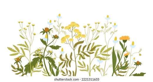 Composición horizontal de flores silvestres en crecimiento, hierbas medicinales silvestres. Nettle, tansy, Chamomile.