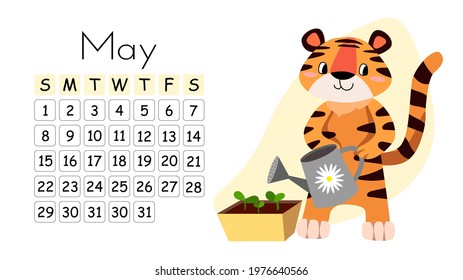 Horizontal desktop children's calendar design for May 2022, the year of the Tiger in the Chinese calendar. Cute tiger watering a plant from a watering can with chamomile. The week starts on Sunday.