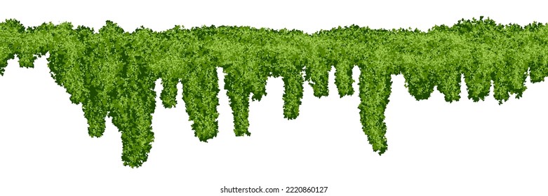 Horizontal endless swamp moss texture on white background. Top of fence or wall with climbing plants. Bush line. Forest lichen. Vector illustration