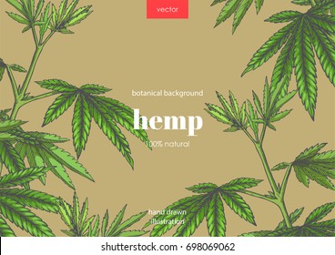Horizontal floral background with green cannabis leaves. Vector hand drawn botanical color illustration with hemp branches. Can be used for poster, label or card design