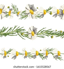 Horizontal floristic brushes from field camomiles on a white background. Pharmacy medicinal chamomile with leaves. Realistic style. Spring pattern.