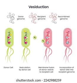 Horizontal Gene Transfer in bacteria via vesiduction scientific vector illustration infographic