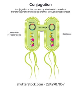 Horizontal Gene Transfer Conjugation scientific vector illustration infographic