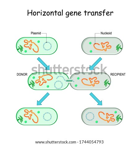 Horizontal gene transfer for example bacteria. Transfer of DNA via a plasmid from a donor to a recombinant recipient during cell-to-cell contact. Microbial Genetics and antibiotic resistance.  Stock photo © 