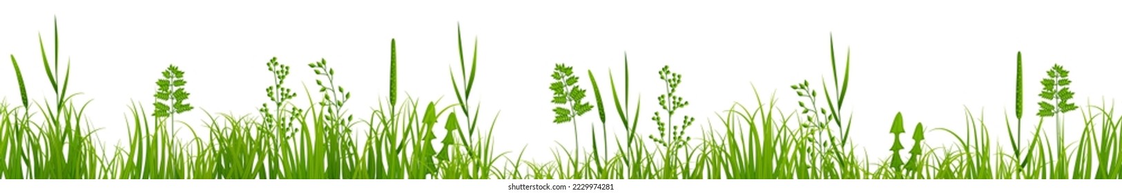 Horizontal grass border. Green meadow plants growing