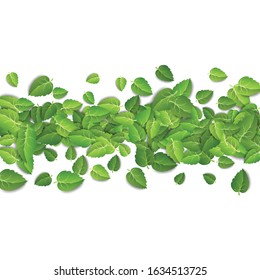 Horizontal green leaves on white background. Spring leaf pattern on isolated backdrop. Tea fresh organic leaves plant. Vector illustration