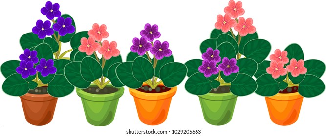 Horizontal group of flowering African violets (Saintpaulia) plant in flower pots