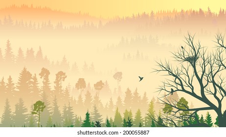 Horizontal illustration of coniferous wood in morning fog with nest in tree and birds.