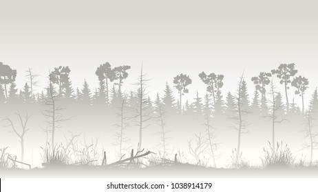 Horizontal illustration misty coniferous forest with grass on edge of swamp.