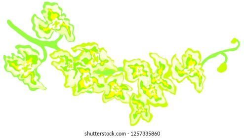 Horizontal lying branch of lemon tropical orchid vector graphics