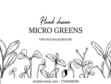 Horizontal microgreens vintage background. Hand drawn botany summer design in sketch style. Vector illustration