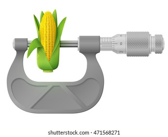 Horizontal micrometer measures ear of corn. Concept of maize cob and measuring tool. Vector illustration