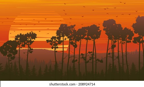 Horizontal orange illustration coniferous forest at sunset with flock of birds.
