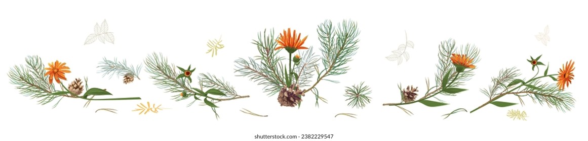 Horizontal panoramic border with pine branches, cones, needles, and marigold flower on white background. Realistic digital Christmas tree in watercolor style. Botanical illustration for design, vector