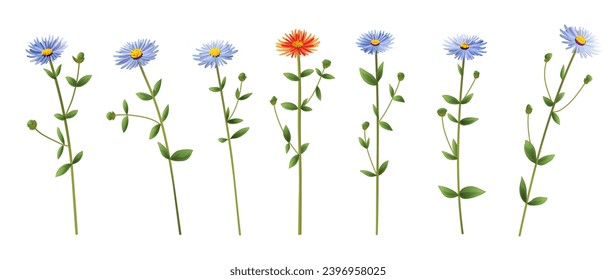 Horizontal panoramic set blue, orange chamomile, daisy flowers also known as California aster or Symphyotrichum chilense. Realistic botanical illustration, white background on watercolor style, vector