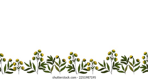 Patrón horizontal de la flor tanzana medicinal. Frontera perfecta. Campo natural silvestre. Elemento botánico