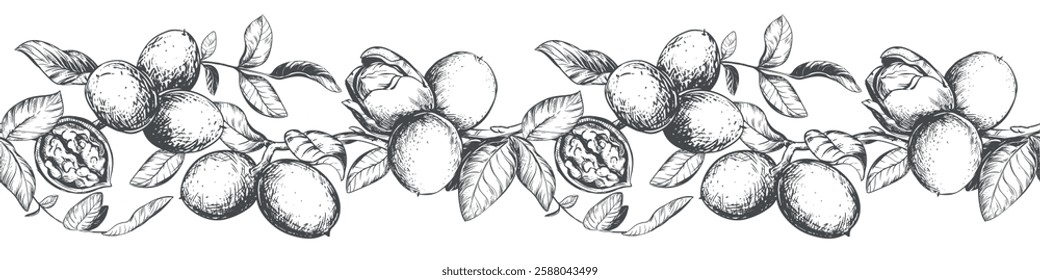 Horizontal pattern of walnut branches. Vector border with kernels, leaves and nut skin. Illustration in engraving style. Design for pasta, nut paste or liqueur. Hand drawn ink sketch.