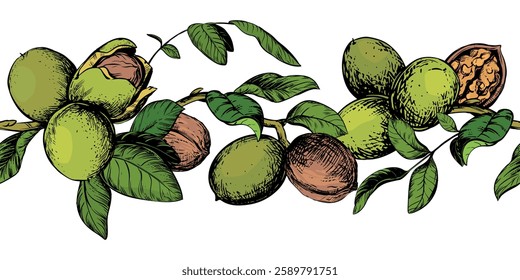 Horizontal pattern of walnut branches. Vector border with kernels, leaves and nut skin. Illustration in color engraving style. Design for pasta, nut paste or liqueur. Hand drawn sketch with ink.