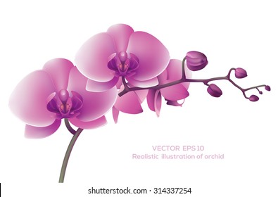 Horizontal photo realistic illustration of pink orchid.