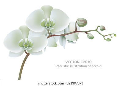 Horizontal photo realistic illustration of white orchid.