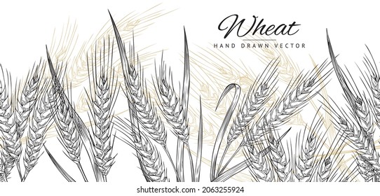 Horizontal seamless border with hand drawn spikelets of wheat in sketch vector illustration isolated on white. Ears of wheat for decoration, packaging design of bakery in black, white, gold.
