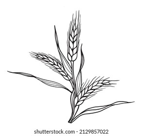 Horizontal seamless border with hand drawn ears of wheat in sketch vector illustration, . Ears of wheat for decoration, package design. 