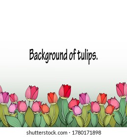Horizontal seamless border of red, pink and magenta tulips. Beautiful bright flowers with green leaves, light gradient background. Ideal for any your bold design or advertising project.