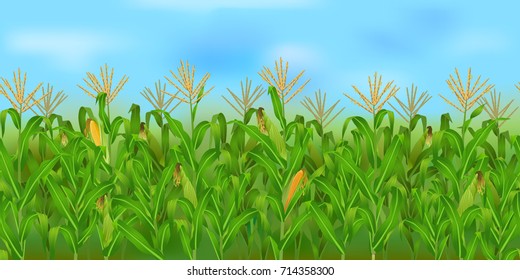 Horizontal Seamless Corn Field With The Blue Sky / Realistic Vector Corn Field In The Harvesting Time
