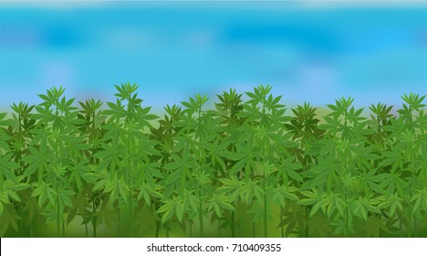 Horizontal seamless hemp field with the blue sky / Realistic vector hemp field in the harvesting time
