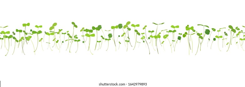 Horizontal seamless pattern of young shoots microgreen. Fresh young sprouts . Microgreen healthy food. Vegetarian food.  Raw sprouts, microgreens, healthy eating concept Vector illustration