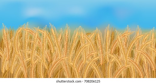 Horizontal seamless rye field with the blue sky / Realistic vector rye field in the harvesting time
