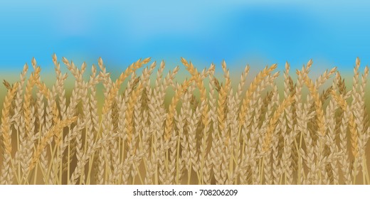 Horizontal seamless spelt field with the blue sky / Realistic vector spelt field in the harvesting time
