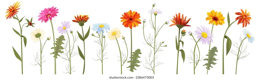 Horizontal set chamomile, daisy, marigold, gerbera. White, red, orange, blue flowers, panoramic view. Realistic botanical illustration on white background in watercolor style for design, vector