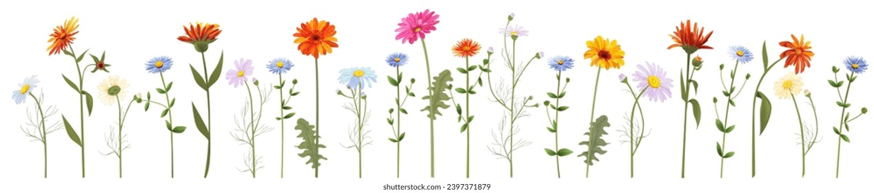 Horizontal set chamomile, daisy, marigold, gerbera, aster. White, red, orange, blue flowers, panoramic view. Realistic botanical illustration on white background in watercolor style for design, vector