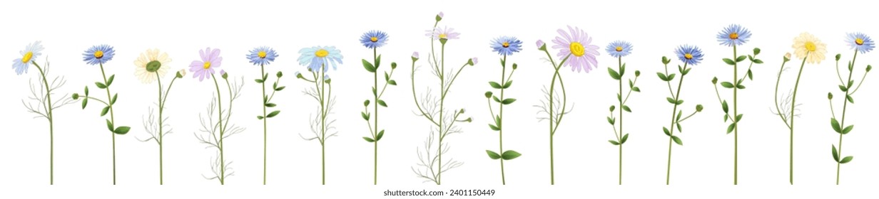 Horizontal set of chamomile, daisy, marigold, gerbera, aster. Subtle, pale, white, blue flowers. Panoramic view. Realistic botanical illustration on white background in watercolor style. Light vector