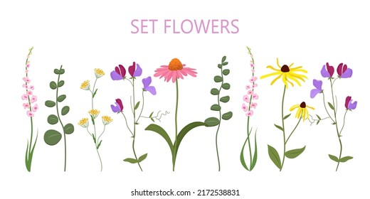 conjunto horizontal de flores de verano vectorial, flores silvestres,
 camomila amarilla, equinácea, flores rosadas, ramas verdes
