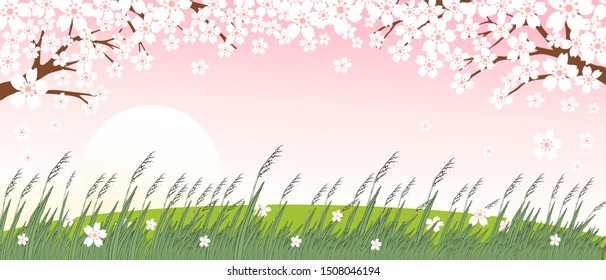 Horizontal template with cherry blossom with sun and wild grass flower on pink background, flowers falling from tree, Vector illustration background with Sakura branch in springtime