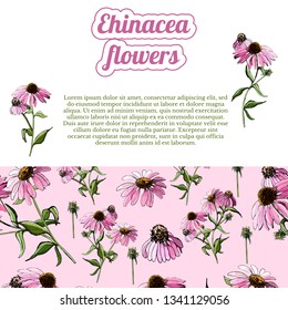 Horizontal template with  seamless pattern and bouquets of pink echinacea flower. Hand drawn sketch. Design elemens for greeting card, invitation, banner. Vector illustration