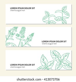 Horizontal vector banner with mint leaves, peppermint branch flower isolated on white background, Hand drawn spice, Doodle cooking ingredient for design, Vector botanical illustration, Healing herb