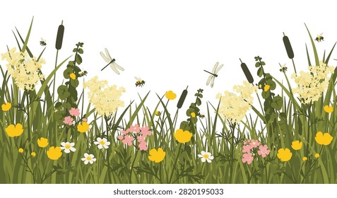 Horizontal vector border illustration of river floodplain marshland featuring green grass, cattails, yellow buttercups, white flowers, dragonflies, and bees on white background.