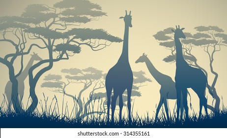 Horizontal vector illustration of wild giraffes in African savanna with trees.