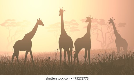 Horizontal vector illustration of wild giraffes in African savanna with trees.