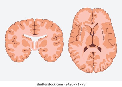 Horizontal and vertical cross sections through cerebrum. cross section of human brain. eps 10