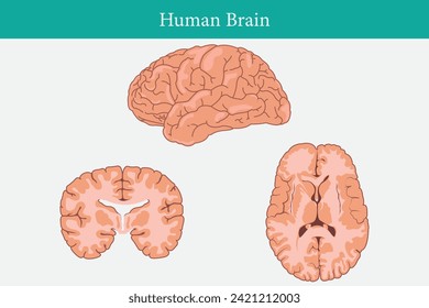 Horizontal and vertical cross sections through cerebrum. set vector illustration of human brain. cross section of human brain. eps 10