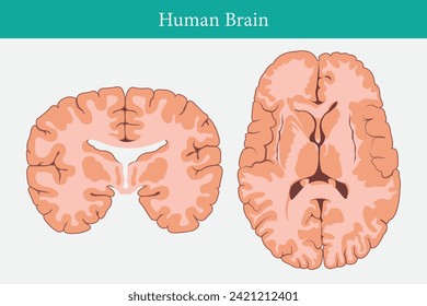 Horizontale und vertikale Querschnitte durch den Februar. Vektorgrafik des menschlichen Gehirns. Kreuzung des menschlichen Gehirns. eps10