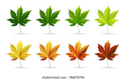 Horizontal white isolated background with autumn colorful maple leaves. Vector illustration.